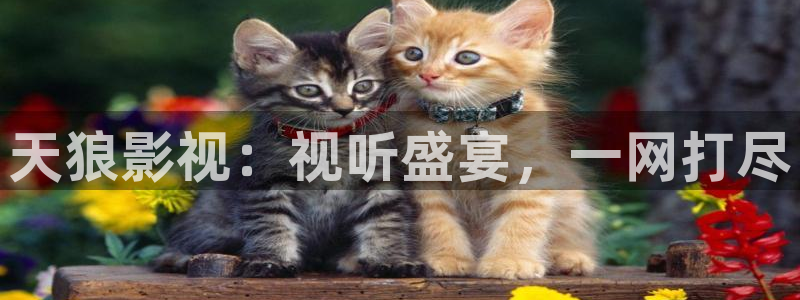 星空影院免费观看电视